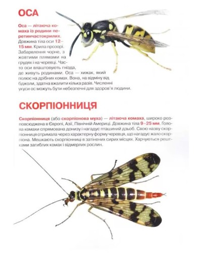 «Велика книжка. Комахи» на 16 сторінок з м`якою обкладинкою, 24х33 см, ТМ Кристал Бук