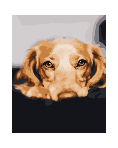 Картина за номерами «Золотий лабрадор» 40х50 см, ТМ Strateg