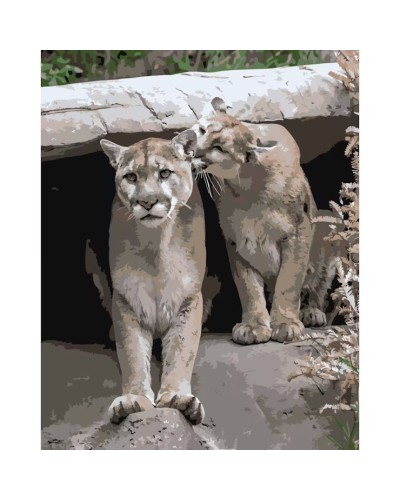 Картина за номерами «Грайливі пуми » 40х50 см, ТМ Strateg