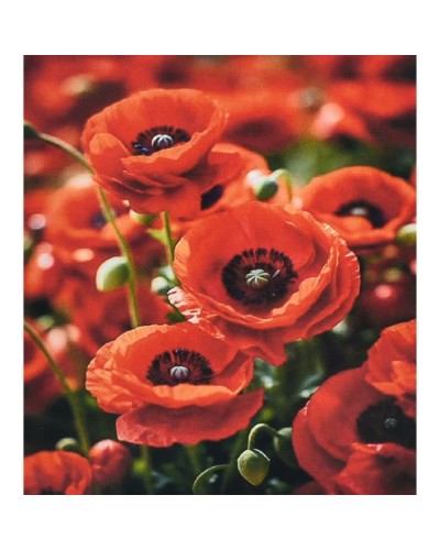 Набір з алмазною мозаїкою «Чарівність червоних маків» 30х40 см, ТМ Strateg