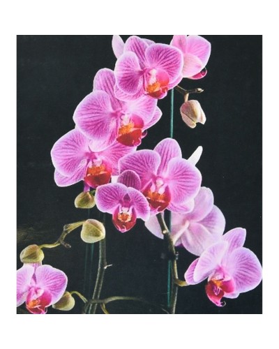 Набір з алмазною мозаїкою «Вишукана орхідея» 40х50 см, ТМ Strateg