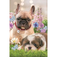 Щоденник шкільний 16,5х24 см на 40 аркушів з матовою ламінацією, ТМ Мандарин